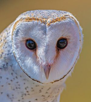 Barn Owl: Wingspan birds of prey Trust