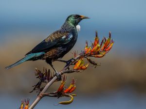 Tui on harakeke