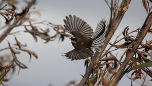 Piwakawaka in Flight