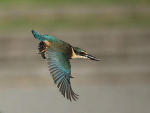 Kotare (Sacred Kingfisher) in Flight