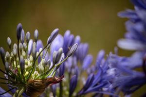 Purple Agapanthus