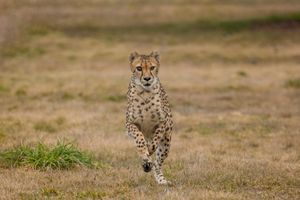 Cheetah chase