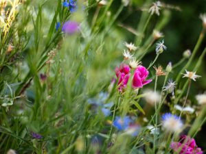 Cottage garden flowers