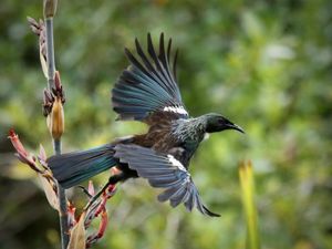 Tui taking Flight