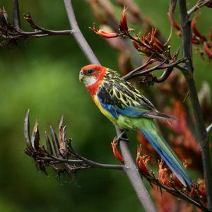 Eastern Rosella