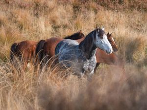 Kaimanawa Horses