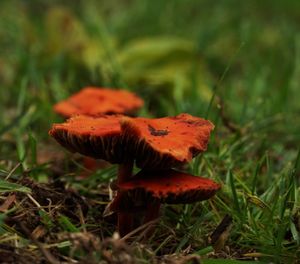Orange Fungi