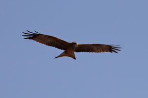 Yellow Billed Kite Botswana