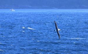 Albatross in Doubtful Sound