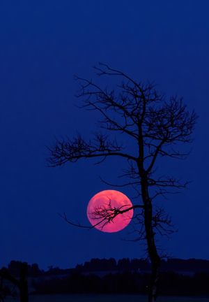 Pink Full Moon