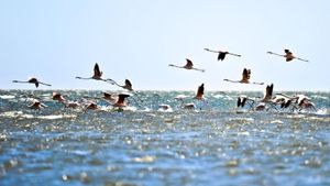 Flamingos flying