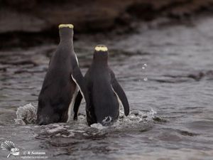 A Pair of Yellow-eyed Penguins (Hoiho) Meet Up
