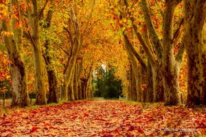 Avenue through the trees