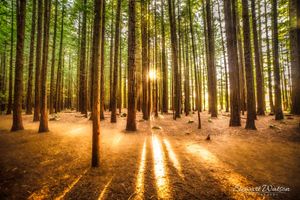 Sun rays in the Redwoods