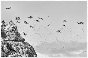 Shags in flight