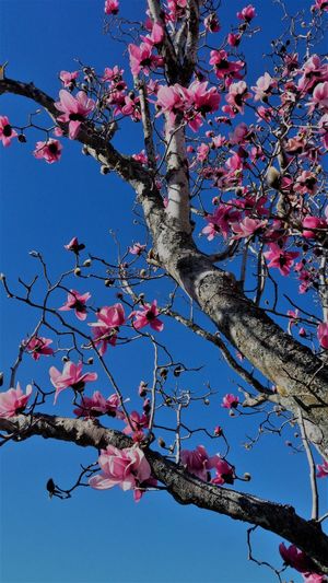 Magnolia tree in bloom