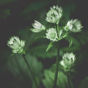 Astrantia