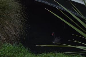 Out of the darkness I see