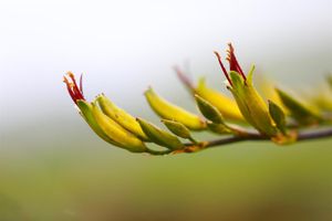 New Zealand Native Flax