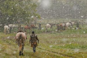 Molesworth Station - Young Cattle Muster