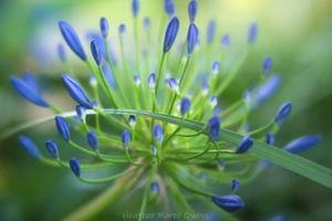 The Agapanthus and the blade