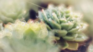 Succulent rosette