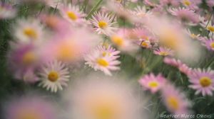 A sea of daisies