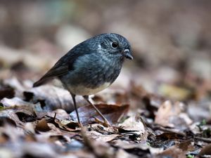 Toutouwai