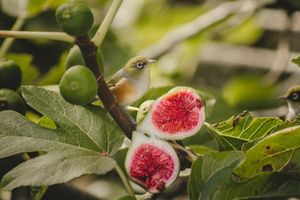 Tauhou Silvereye in Fig tree