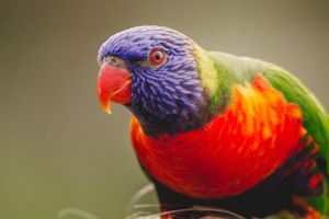 Rainbow Lorikeet