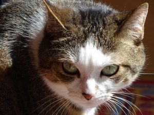 The unblinking stare