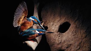 Motionless Kingfishers
