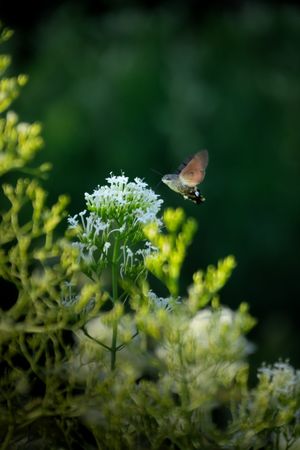 Gathering pollen
