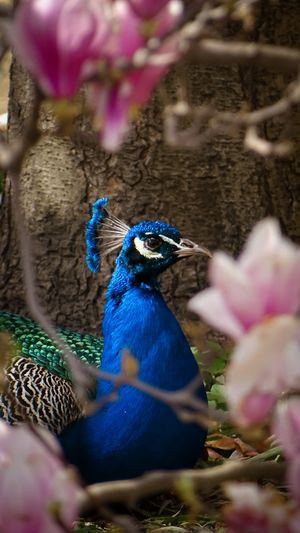 Amongst the magnolia