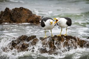 Are you listening to me?