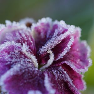 Frosted flower