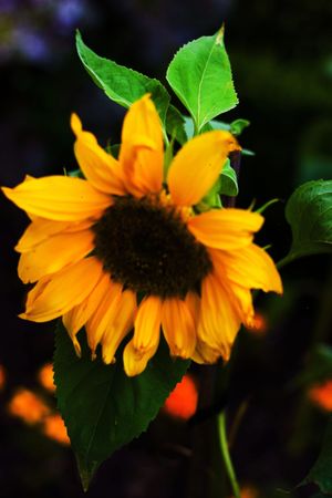 The vibrancy of the sunflower