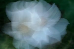 Cosmos flower
