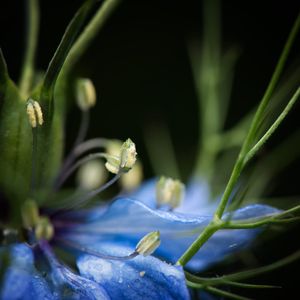 Nigella