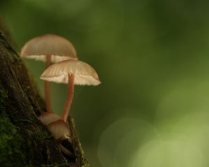 Fungi
