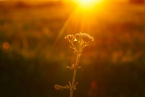 Golden hour