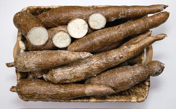 Yucca - Casava