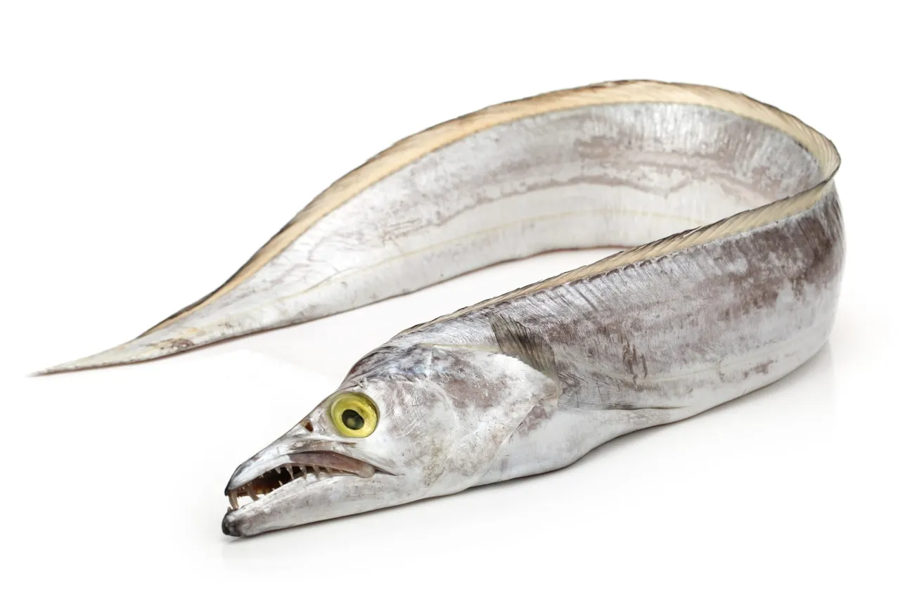 Ribbon Fish (Thalayan)