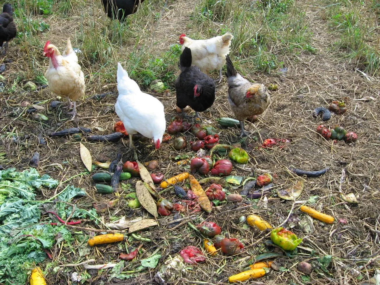 Animal Farms & Surplus Food - Reduce Food Waste