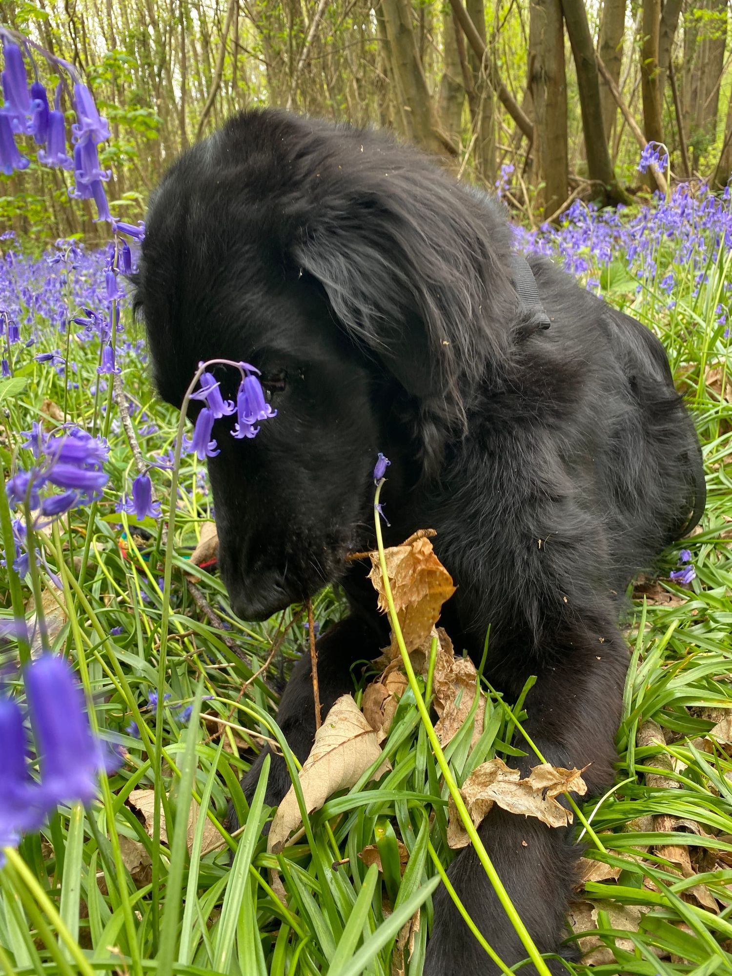 Oscar in the bluebells