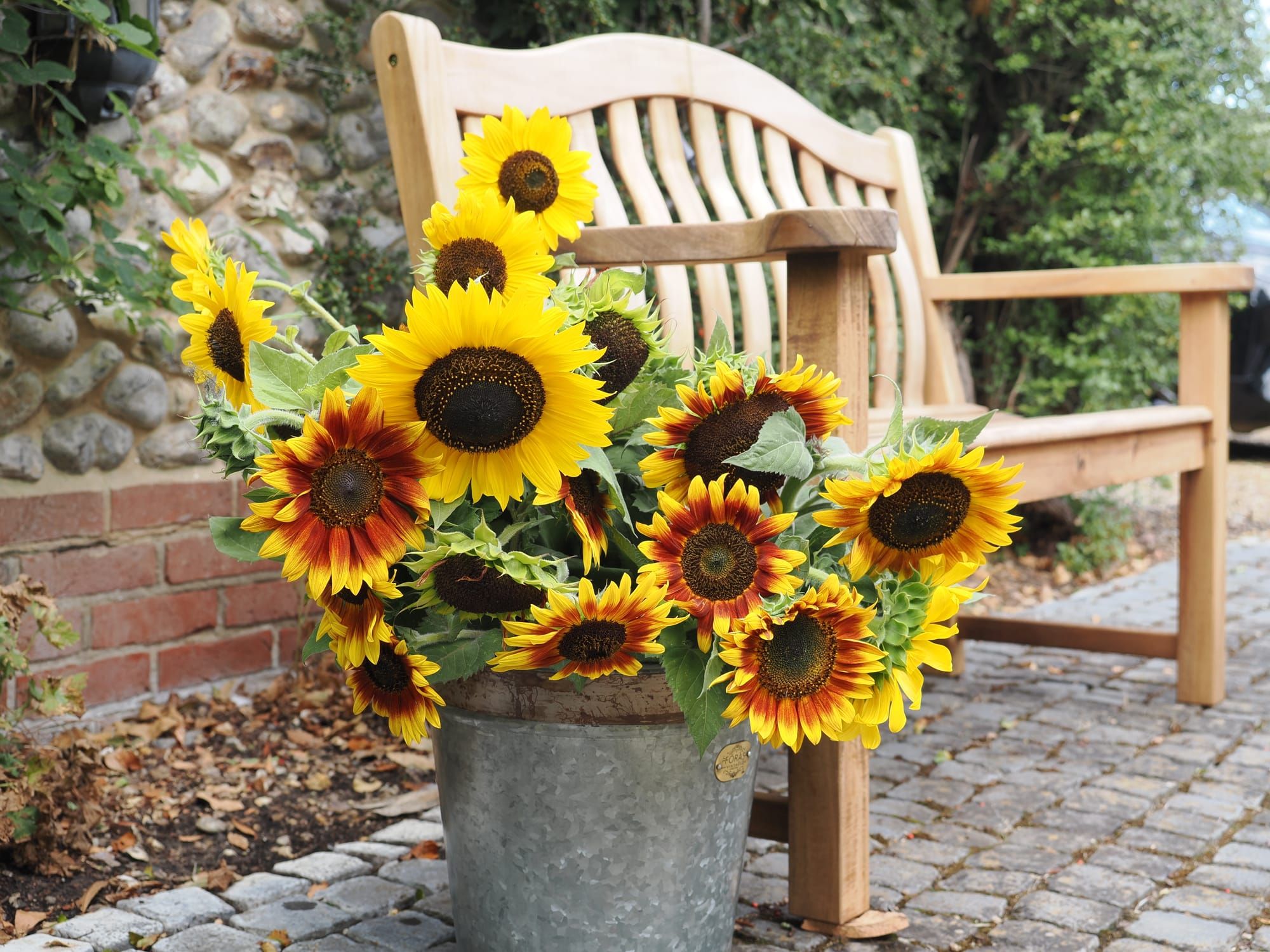 Picking our own sunflowers