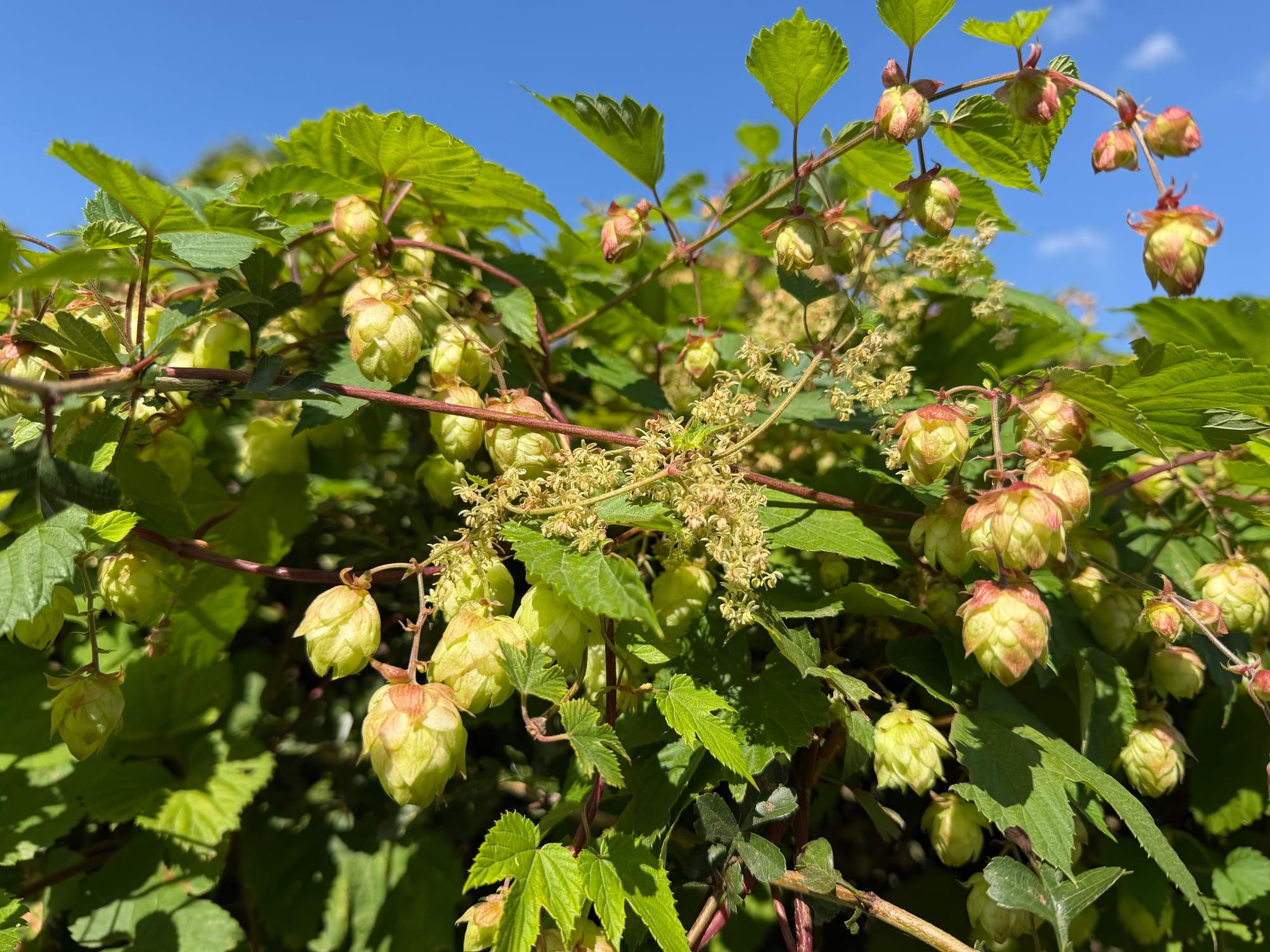 Berry walk