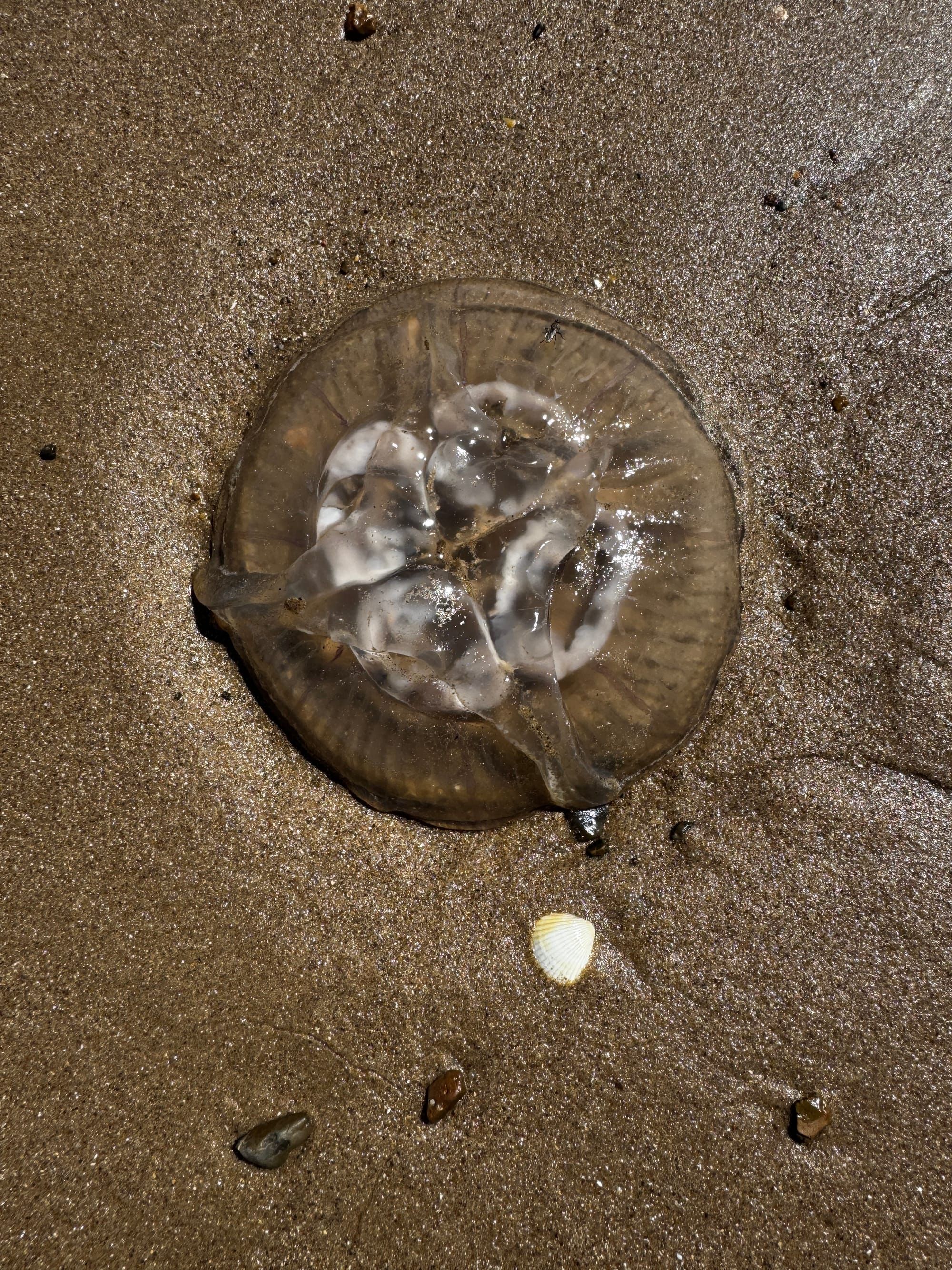 A seasonal tide