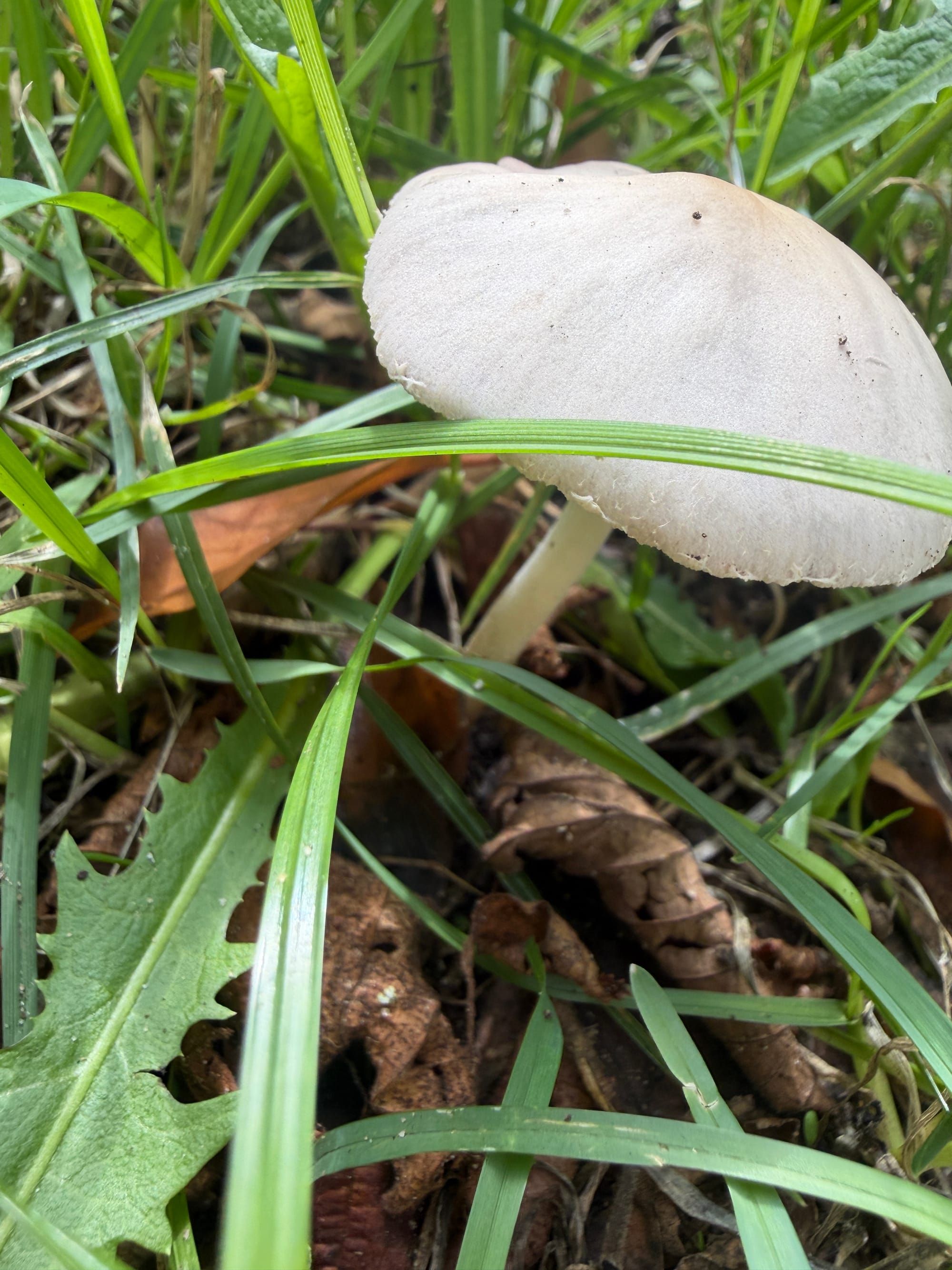 Fungi finds of Autumn 2026