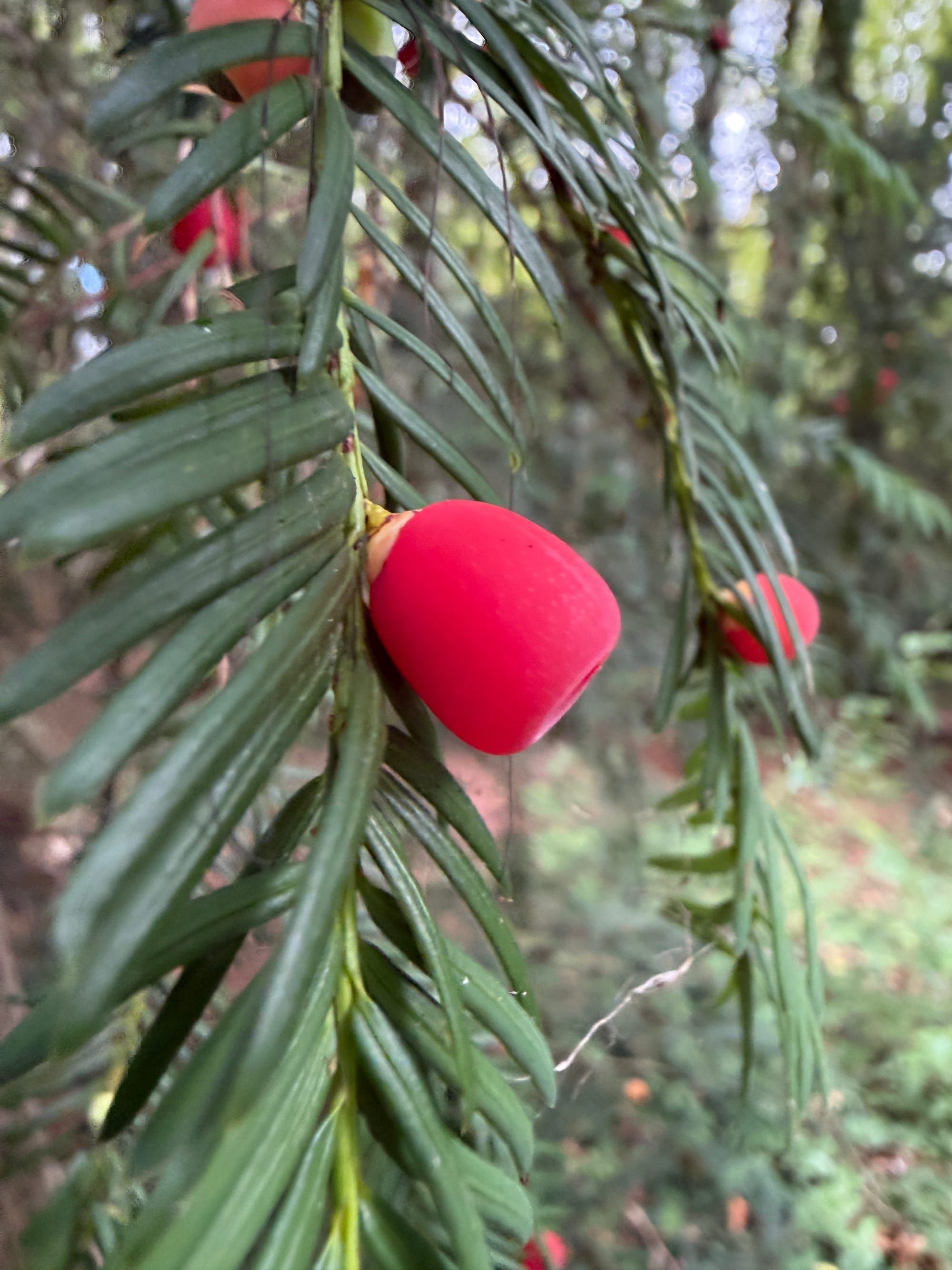 Yew